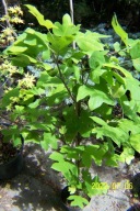 Tulipanowiec karłowy ekranowy szczepiony inny