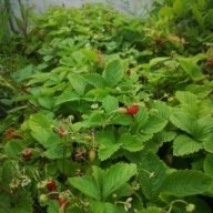 poziomki 2 sadzonki młode wyprzedaż letnia