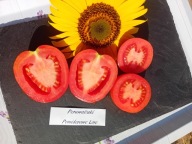 Pomidor Peruwiański idealny do suszenia nasiona kolekcjonerskie