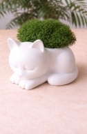 Dekoracja kotek z mchem chrobotek – doniczka boho handmade prezent