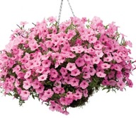 Petunia Supertunia VISTA Bubblegum HIT!