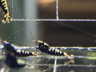 Krewetki Caridina Black Galaxy Boa 15 sztuk