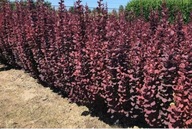 Berberys CHOCOLATE SUMMER winnoczekoladowy PIĘKNY