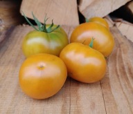 Pomidor Kiwanis kolekcjonerskie nasiona pomidorów