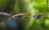 Drobnotka Nadobna Neoheterandria Elegans 5 par mikrorybka do nano/krewetek
