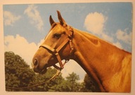 PĘPOWO - STADNINA KONI. KI. BEKARIA ( aut. - Belina I )