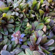 Dąbrówka Tenora Ajuga tenorii "Chocolate chip"