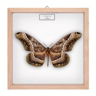 Motyl w gablotce Dactyloceras lucina