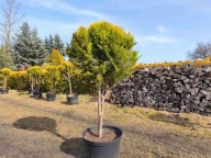 Cyprysik ciety w kulę na pniu nr 8