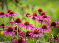 Jeżówka purpurowa nasiona - 300szt - 1gram ***