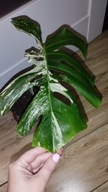 Monstera deliciosa variegata