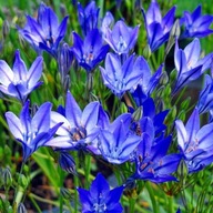 Hiacynt kalifornijski (Brodiaea) 'Queen Fabiola sadzonka w doniczce p8