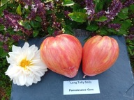 Pomidor Long Tally Sally nowa odmiana z USA nasiona kolekcjonerskie