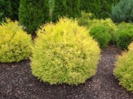 Tuja zachodni Rheingold (172 b ) - 3 l