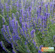 HYZOP LEKARSKI - miododajny 10szt