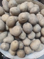 Ziemniaki jadalne odmiana LILLY 5 kg wielkości sadzeniaka 35-55mm