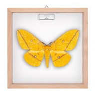 Motyl w gablotce Eacles barnesi - samica
