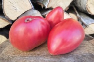 Pomidor Lithuanian Crested Pink stara odmiana nasiona kolekcjonerskie