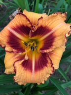 Liliowiec Fruti Kiss