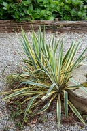 Juka karolińska BRIGHT EDGE sadzonka