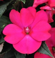 Niecierpek Sunpatiens Compact Magenta