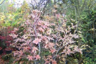 Klon Bloodgood palmowy szczepiony krzewiasty okaz 11 letni na taras inny