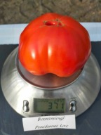 Pomidor Bezrozmiernyj smak dawnych pomidorów nasiona kolekcjonerskie