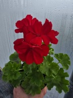 Pelargonia Caliope Dark Red