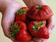 BARDZO SŁODKA GIGANT truskawki sadzonki frigo 10 sztuk