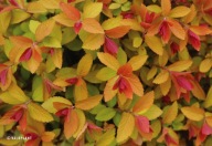 Tawuła japońska Double Play Big Bang