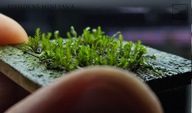 Fissidens sp. Mini Java 10 gałązek od fibell