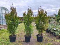 Tuja Kórnik 85-90cm