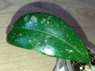Hoya Hoja ACUTA IML 1462 ukorzeniona