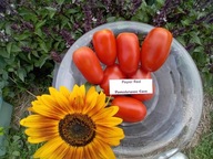 Pomidor Peper Red paprykowy bardzo plenny nasiona kolekcjonerskie