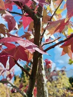 Ambrowiec drzewiasty szczepiony pieny okaz 250cm inny