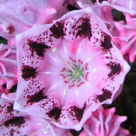 Kalmia szerokolistna 'Xanten' | PIĘKNE MALINOWE KWIATY