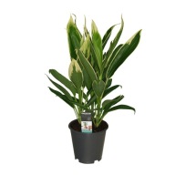 Cordyline Kordylina new conga SADZONKA 50 cm