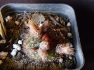 Kaktusy: Frailea pumila v. PR 575