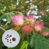 Albizia julibrissin Rosea – Jedwabne Drzewo | 10 NASION + instrukcja