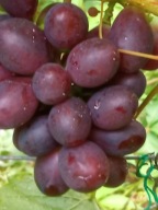 WINOROŚL Sadzonki winogron-Ałyj2 - wielkoowocowa odmiana