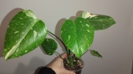 Monstera Thai Constellation variegata