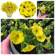 Supertunia Vista mini Yellow dostępne od ręki