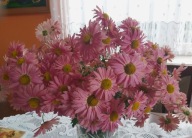 CHRYZANTEMA ZIMUJĄCA KŁĄCZOWA ### SWEET #### narcyz