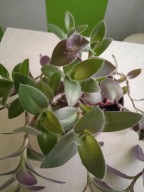 Trzykrotka włochata-Tradeskantia sillamontana