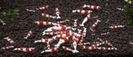 Krewetki Crystal Red PRL Benibachi 10 sztuk - od Red Shrimps