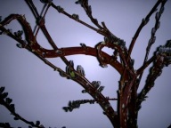 WIERZBA SACHALIŃSKA SMOCZA SEKA sztobry 10 sztuk miododajna plantacje bazi