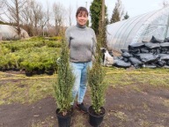 Jałowiec sentinel 130cm