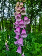 Naparstnica wysoka roślina do ogrodu mix kolorów duże kwiaty jak dzwonki