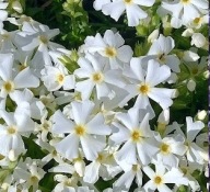 Floks szydlasty "Spring White" 9X10cm P9 Z OGRODU CZAROWNICY 1 sztuka