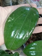 Hoya Hoja GLABRA cięta